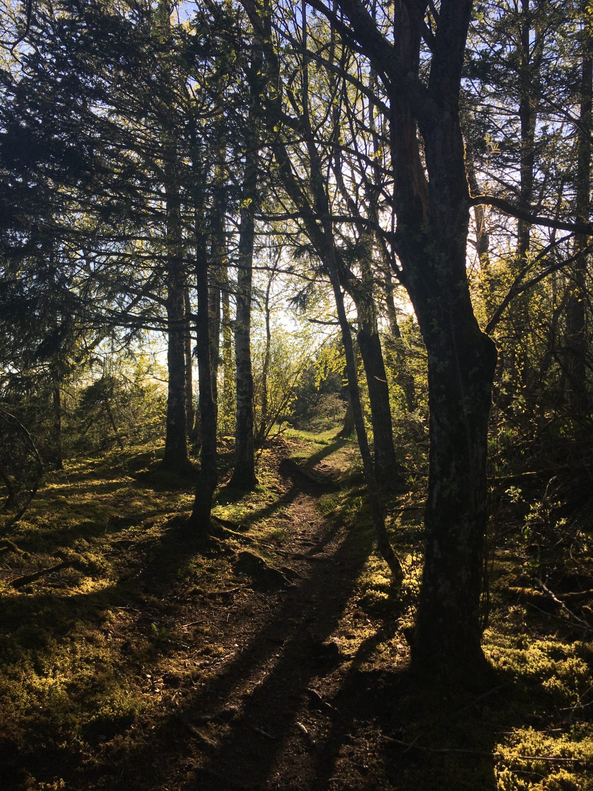 Fra Kjønstadmarka
